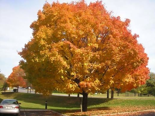 Autumn again